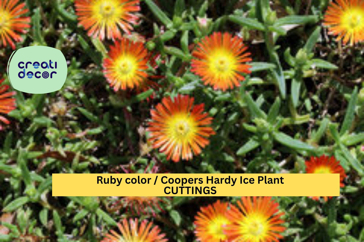 10 Ruby Ice Plant Cuttings – 6" Fresh Delosperma cooperi Stems | Hardy Ground Cover for Sunny Slopes, Rock Gardens, or Borders