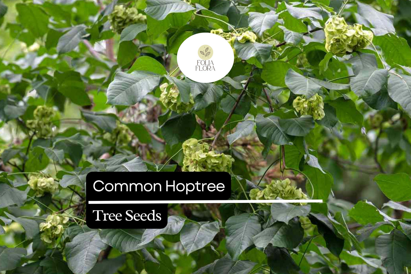 Common Hoptree Seeds (5) | Ptelea trifoliata | Hardy Native Shrub Tree | Pollinator Friendly | Aromatic Leaves