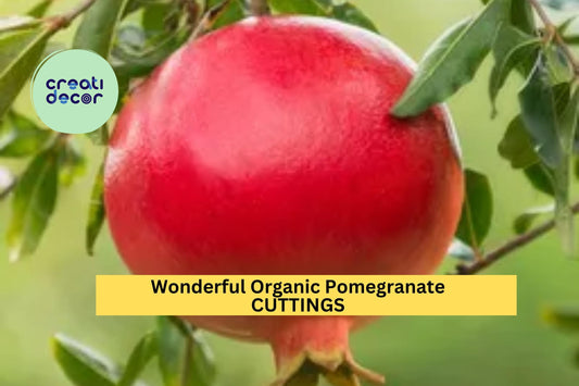 8 Wonderful Pomegranate Cuttings | Organic Punica Granatum Starters | 9"+ Unrooted Wood | Grow Fruit Trees in Garden or Pots