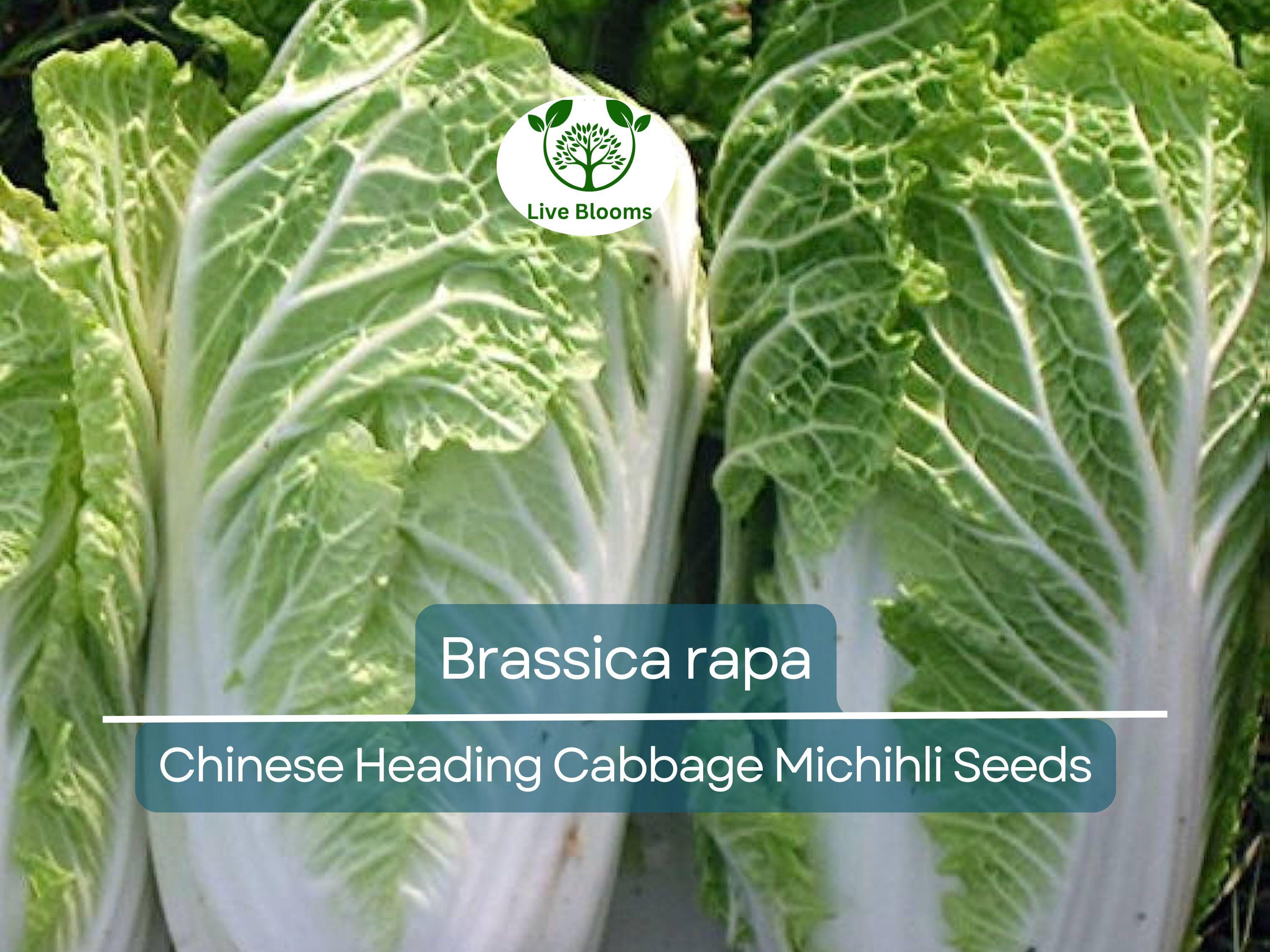 150 Seeds Chinese Heading Cabbage Michihli - Brassica rapa | Heirloom Seeds for Planting, Gardening & Crisp Harvests