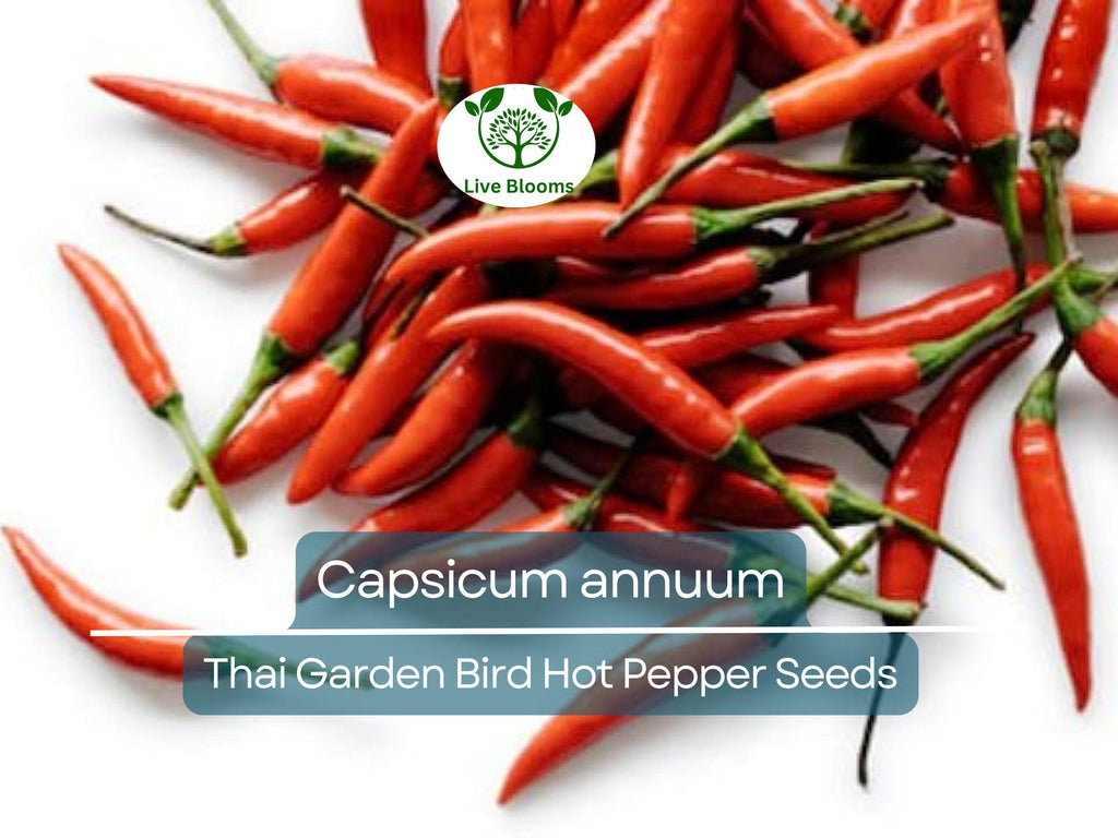 30 Seeds Thai Garden Bird Hot Pepper (Capsicum annuum) – Small, Fiery Thai Chili for Planting, Ideal for Stir-Fries, Sauces & Salsas