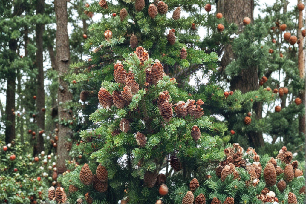 Abies balsamea – Lake State Balsam Fir 30 Seeds | Native Evergreen Tree | Fragrant Needles | Cold-Hardy Forest Classic