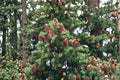 Abies balsamea – Lake State Balsam Fir 30 Seeds | Native Evergreen Tree | Fragrant Needles | Cold-Hardy Forest Classic