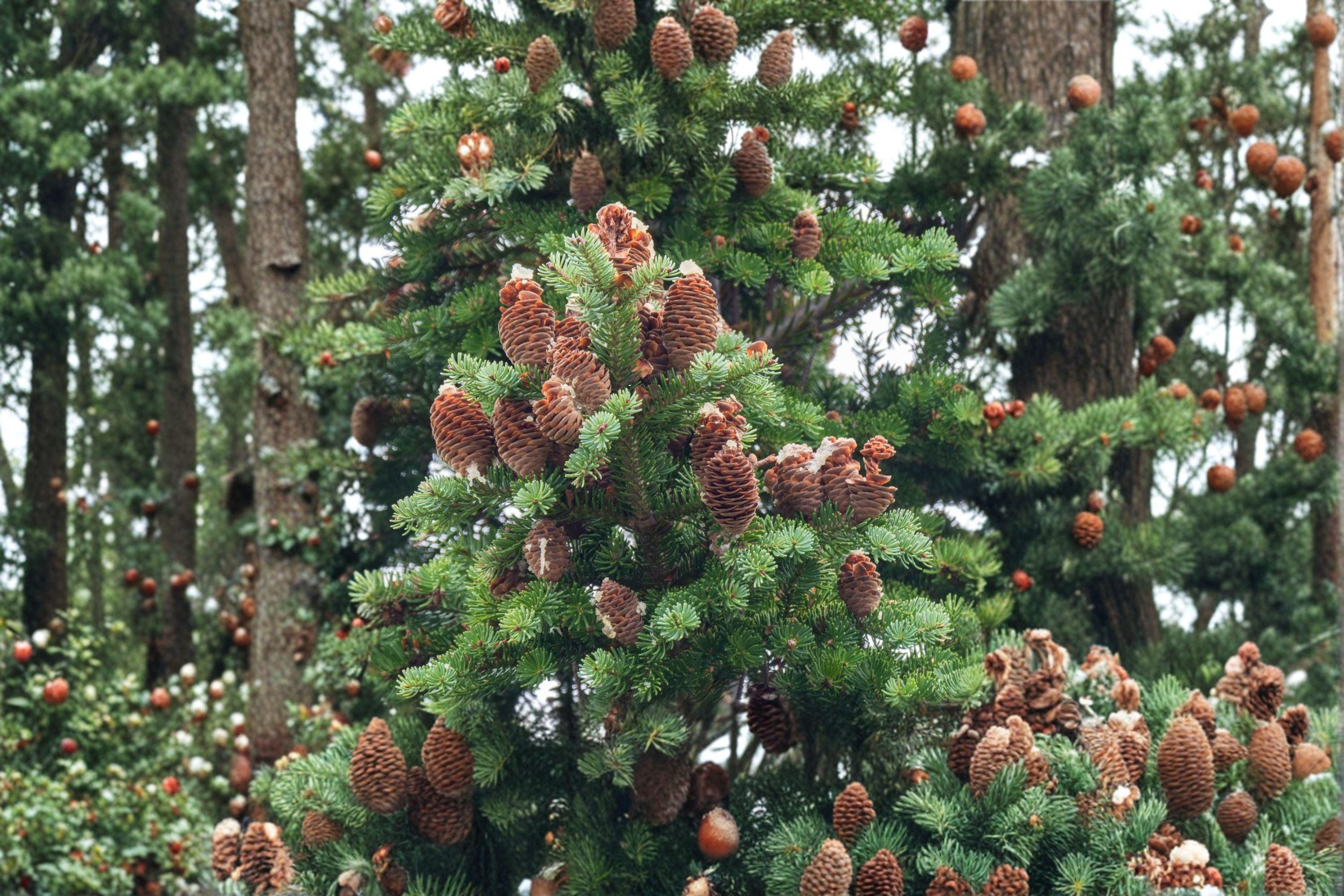 Abies balsamea – Lake State Balsam Fir 30 Seeds | Native Evergreen Tree | Fragrant Needles | Cold-Hardy Forest Classic