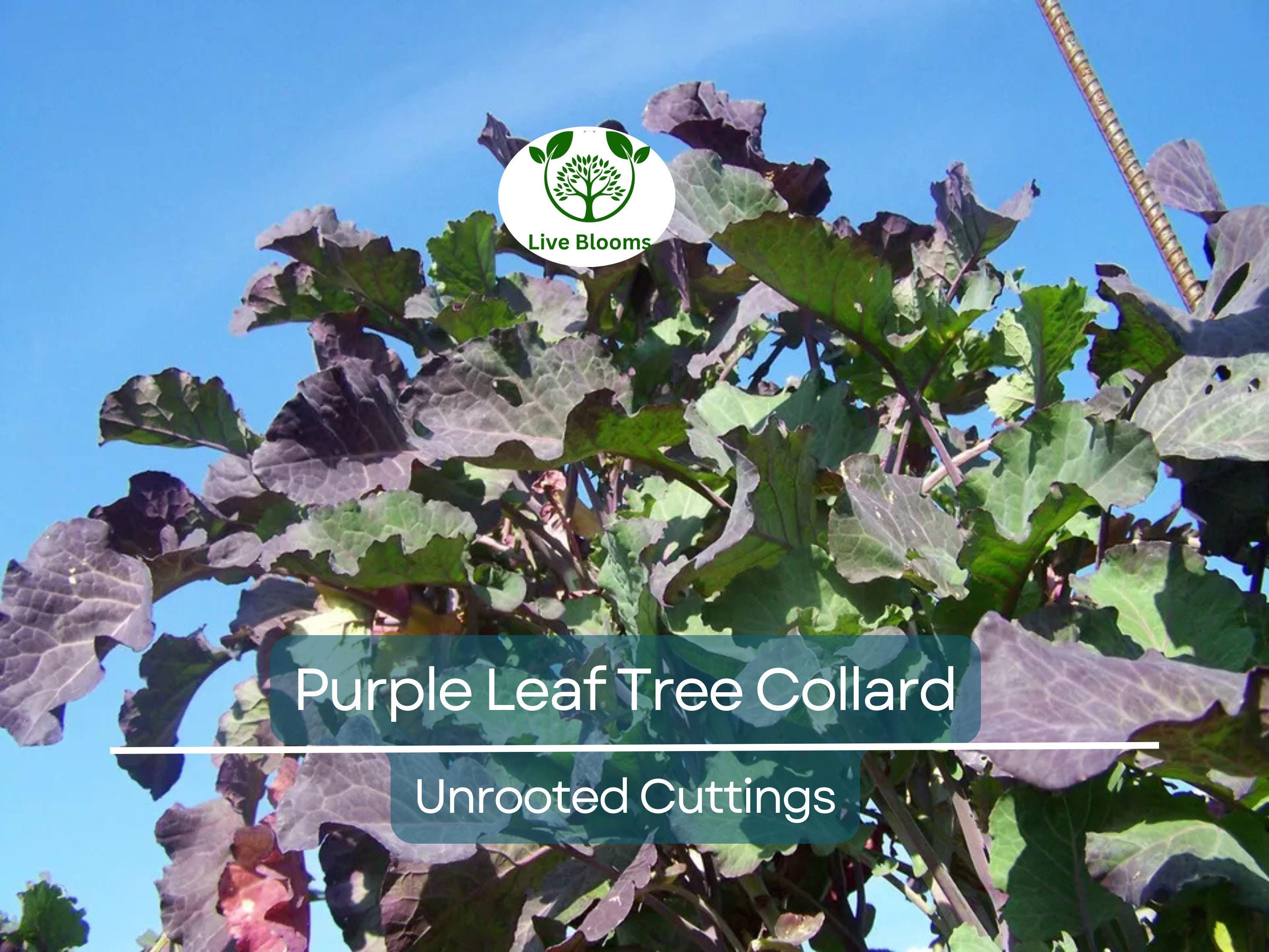 1 Purple Leaf Tree Collard Unrooted Cutting 6-8" | Brassica oleracea, Edible Plant, Healthy Stalk with 4 Leaf Nodes