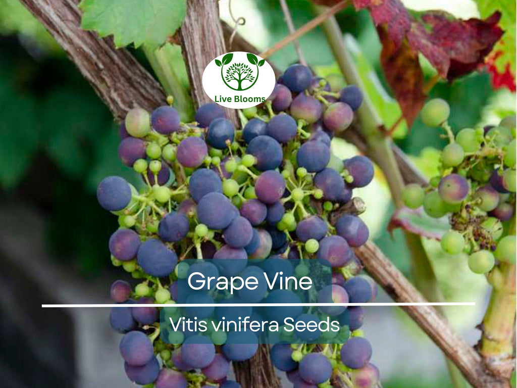 30 Grape Vine Seeds (Vitis vinifera) | Wine Grape Seeds for Planting | Grow Your Own Grapes, Perfect for Vineyards & Home Gardens