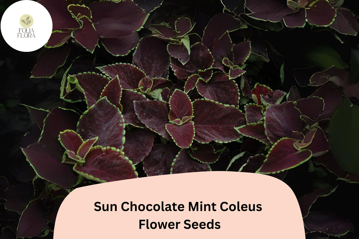 25+ Sun Chocolate Mint Coleus Seeds for Planting | Premium Shade Plant | Green Brown Foliage Annual | Garden Bedding Seeds