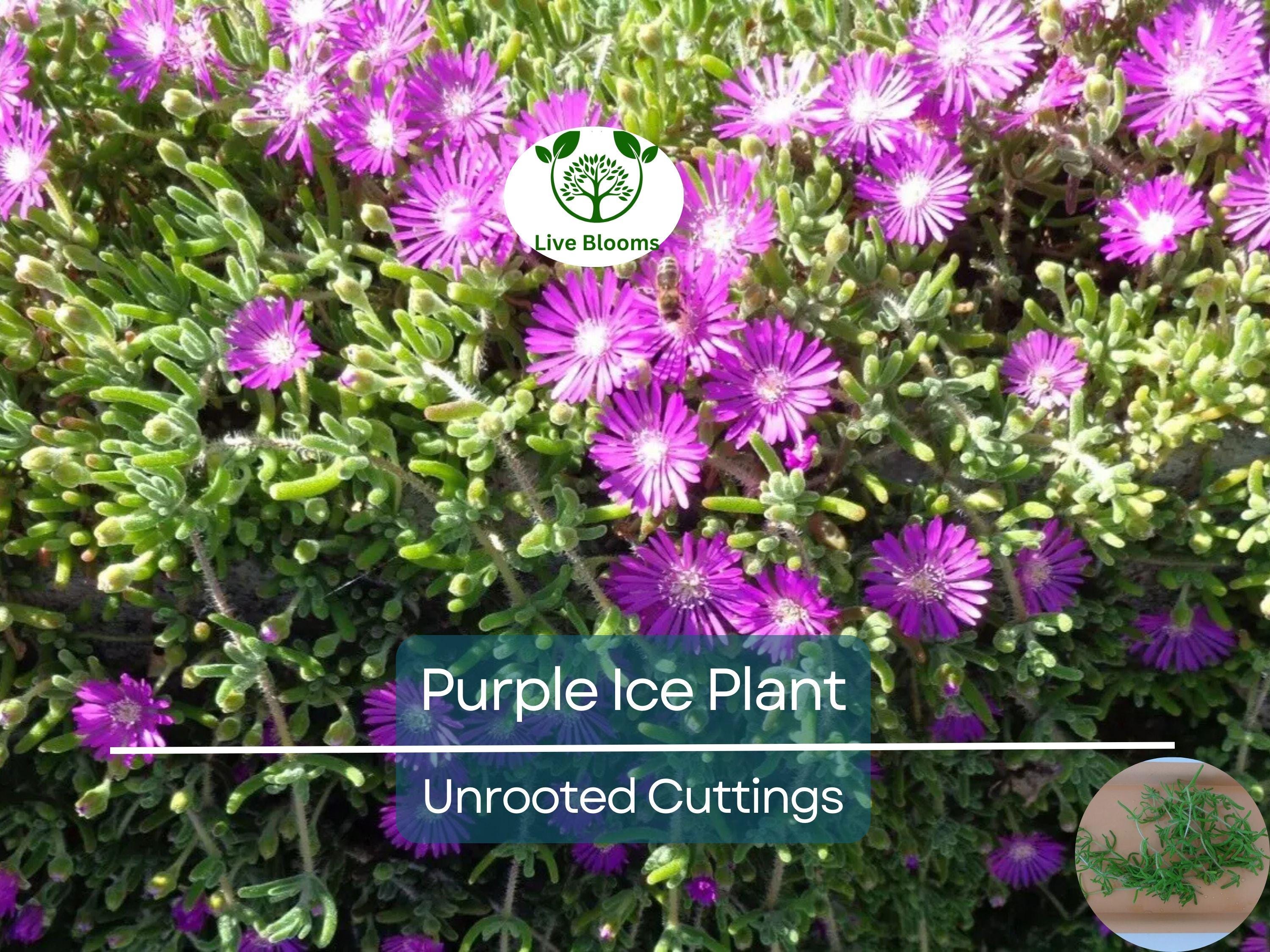 12 Creeping Ice Plant Purple/Pink 4-7" Unrooted Cuttings, Ground Cover Succulent, Rare Delosperma, Easy to Grow, Vibrant Succulent Plants