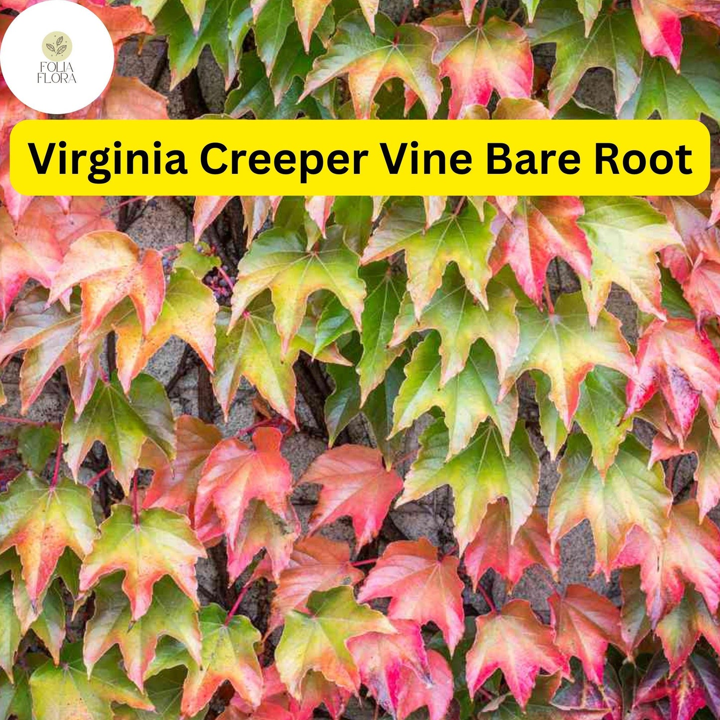 5 Virginia Creeper Vines, Parthenocissus quinquefolia, Bare Root Perennial Plants, Fast-Growing Climber
