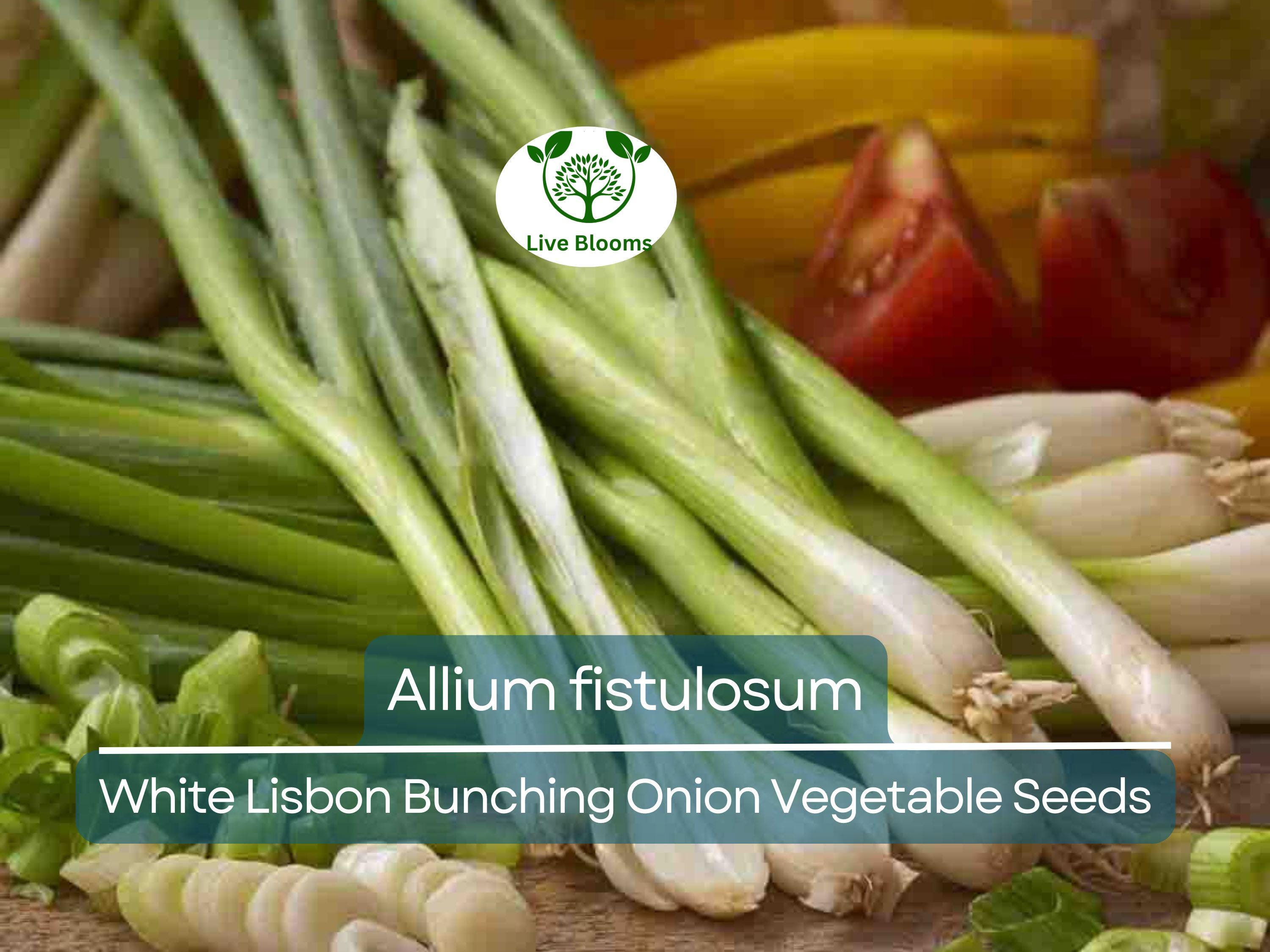 250 mg Seeds Onion White Lisbon Bunching – Allium fistulosum | Heirloom Vegetable for Planting, Crisp & Flavorful Green Onions