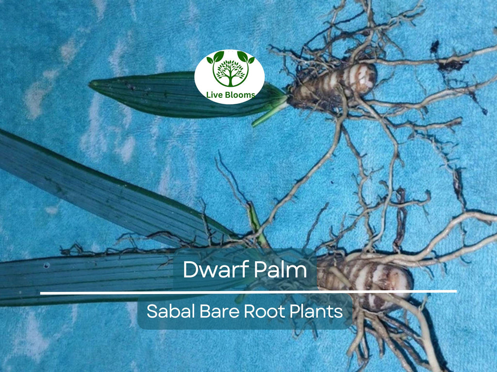 3 Dwarf Palm Trees – Live Bare Root Plants – Compact Tropical Bundle – Cold Hardy & Low Maintenance Indoor/Outdoor Palms
