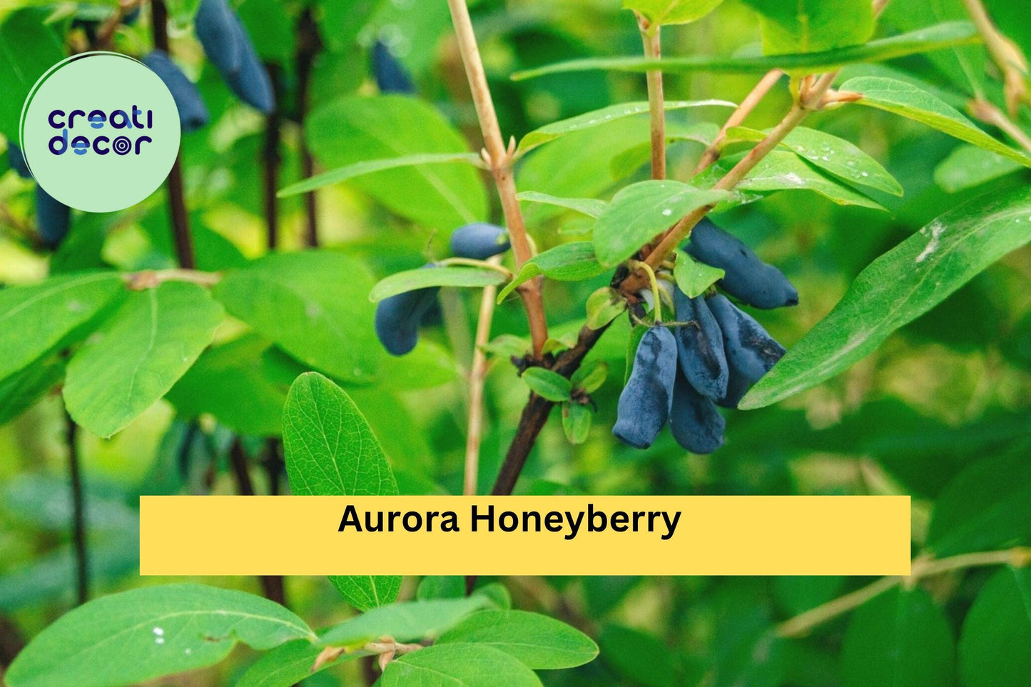 Aurora Honeyberry – Lonicera caerulea ‘Aurora’ – Live Edible Honeysuckle Shrub, Hardy Fruit Plant for Zones 2–8 Gardens