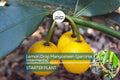 1 Lemon Drop Mangosteen Tree (Garcinia intermedia) Live Starter Plant 3″-12″ - Tangy Tropical Fruit for Gardens & Culinary Creations
