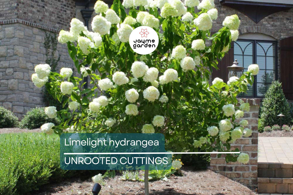 8 Unroot Cuttings Hydrangea Limelight Super Rare Paniculata | Fresh For Rooting or Grafting, Clone Your Flower Perennial Trees