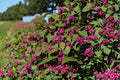 Beautyberry 2 Live Plants Bare Root 12-18" (Callicarpa americana) Purple Berry Shrub