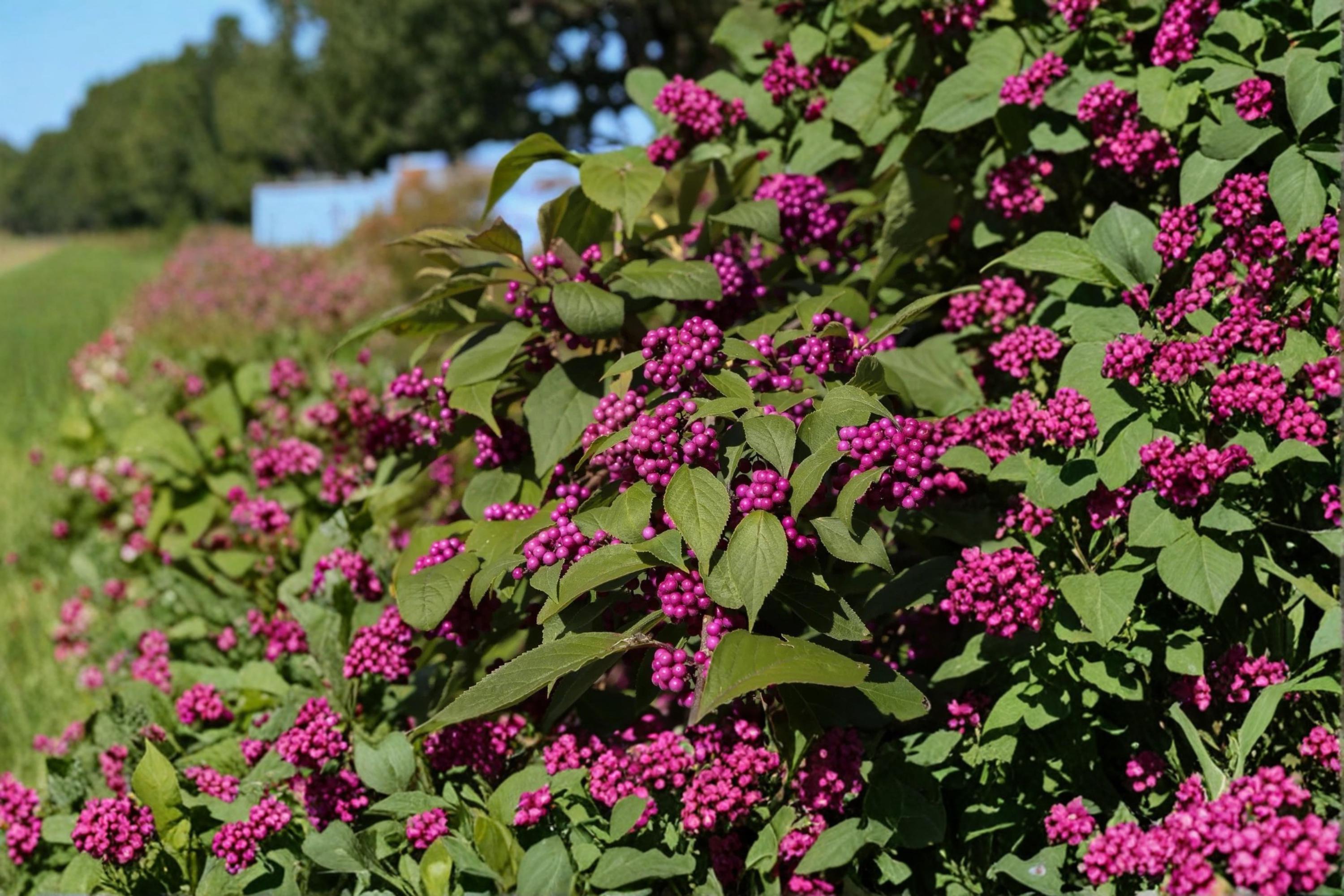 Beautyberry 2 Live Plants Bare Root 12-18" (Callicarpa americana) Purple Berry Shrub