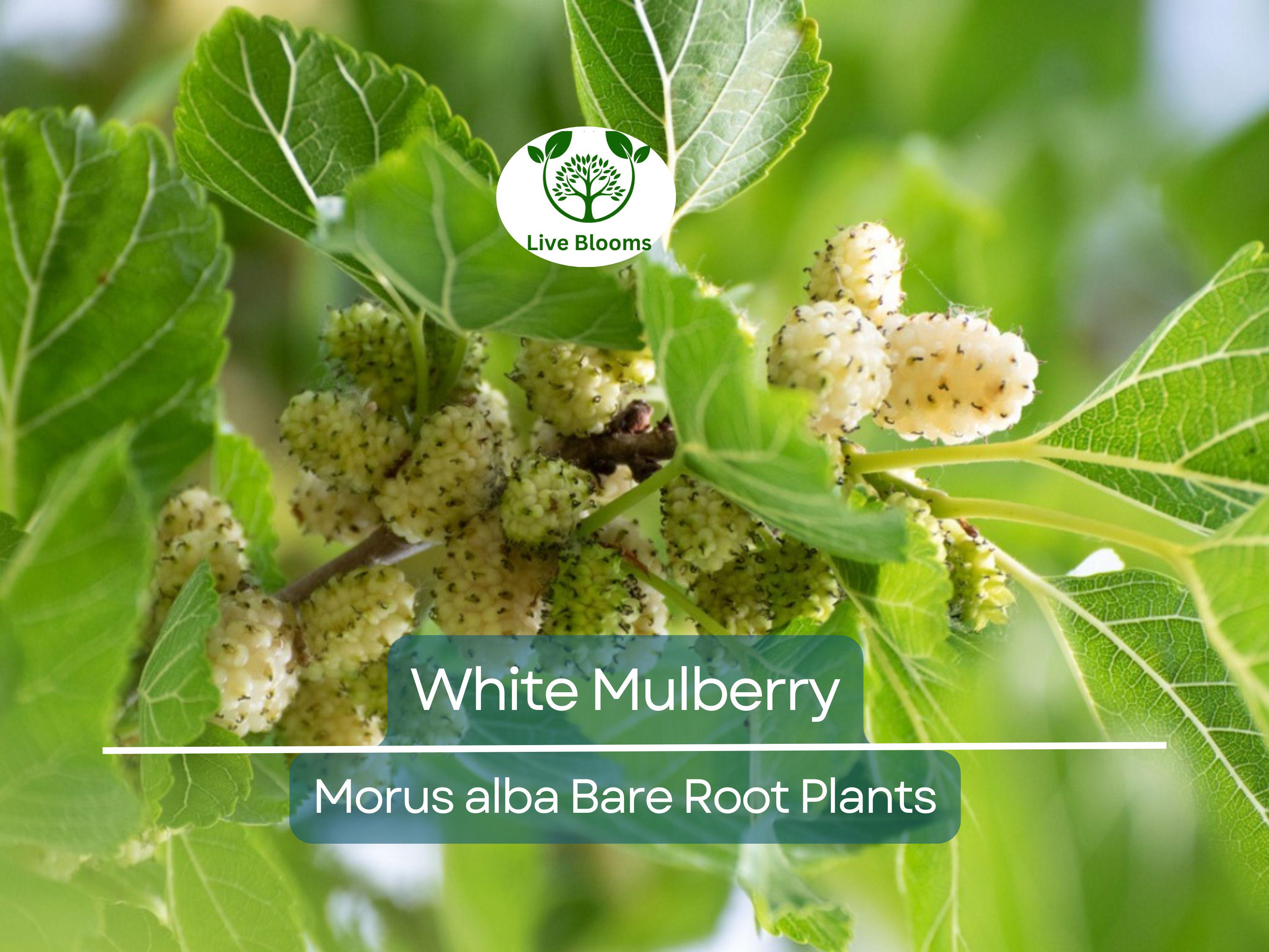 1 White Mulberry Tree – Morus Alba Live Bare Root Tree 1–2 Ft Tall – Fast-Growing Fruit Tree for Garden or Landscape