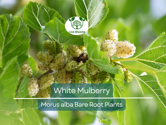 1 White Mulberry Tree – Morus Alba Live Bare Root Tree 1–2 Ft Tall – Fast-Growing Fruit Tree for Garden or Landscape
