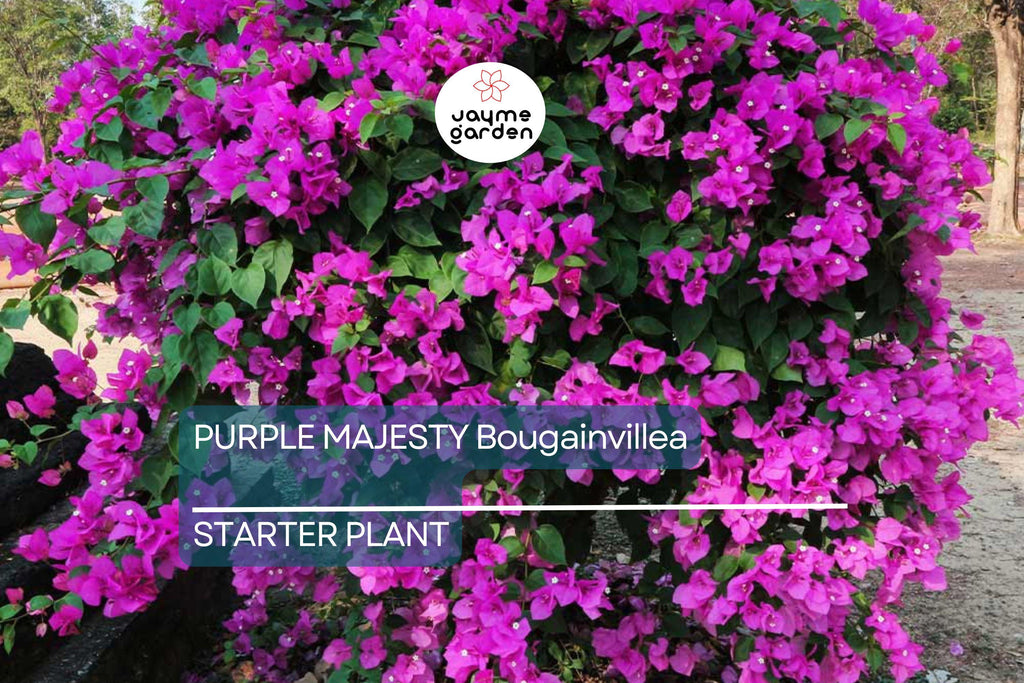 Purple Majesty Bougainvillea Starter Plant - Well Rooted Live Plug, Rare Evergreen Vine, Light Watering, Full Sun, Tropical Beauty