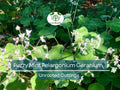 3 Rare Fuzzy Mint Scented Pelargonium Geranium Unrooted Cuttings 6" - Unique, Fragrant, Perfect for Planting & Propagation