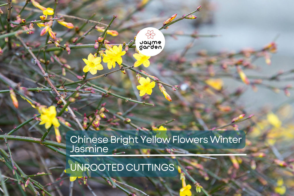 5 Chinese Winter Jasmine Cuttings - 12”+ Bright Yellow Flowers - Fast-Growing Vine, Zone 6-10, Perfect for Winter Gardens