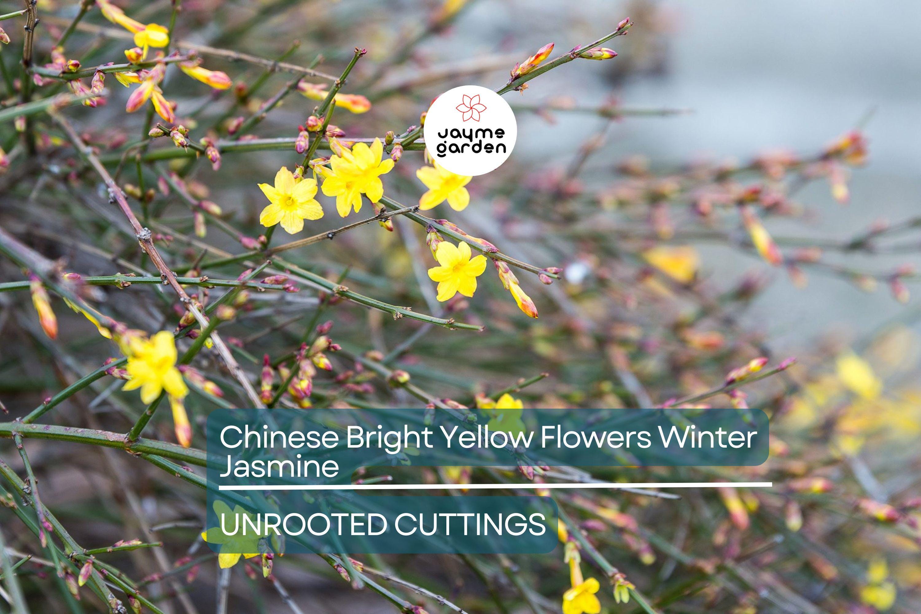 5 Chinese Winter Jasmine Cuttings - 12”+ Bright Yellow Flowers - Fast-Growing Vine, Zone 6-10, Perfect for Winter Gardens