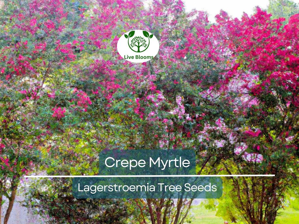 100 Crepe Myrtle Flower Tree Seeds - 6 Bright Colors (Lagerstroemia), Hardy Ornamental Tree, Beautiful Summer Blooms, Colorful Landscape