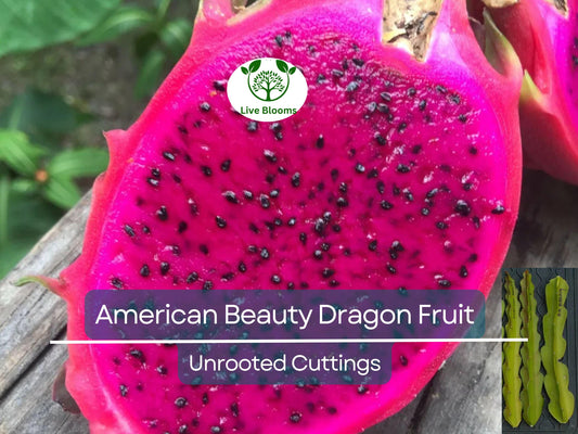 3 American Beauty Dragon Fruit Unrooted Cuttings 8-10", Self Pollinating (Hylocereus undatus), Edible Fruit Cactus, Grow Your Own Pitaya