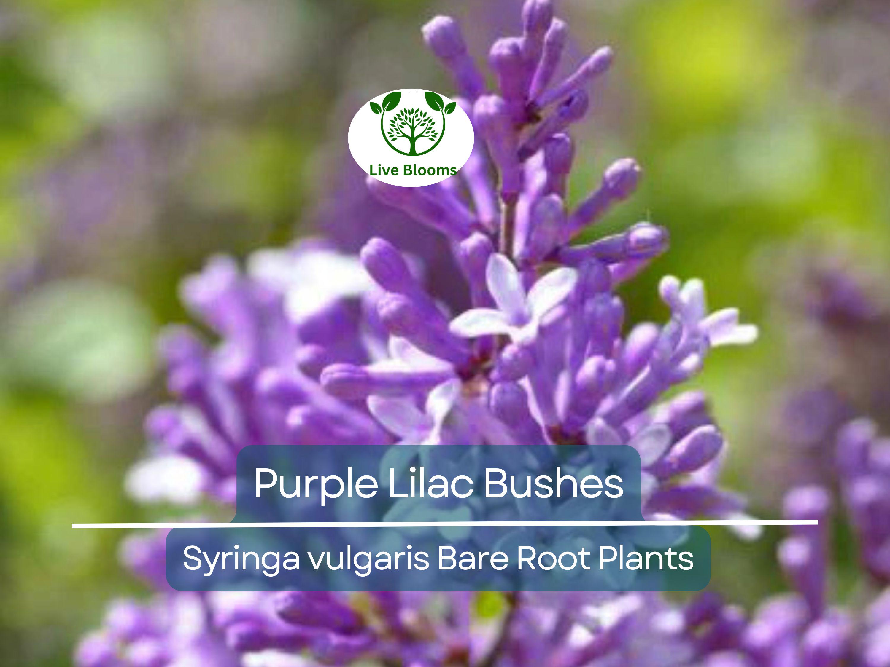 20 Purple Lilac Bushes – Bare Root Shrubs – Fragrant Spring Blooms, Heirloom Flowering Plants for Borders or Hedges