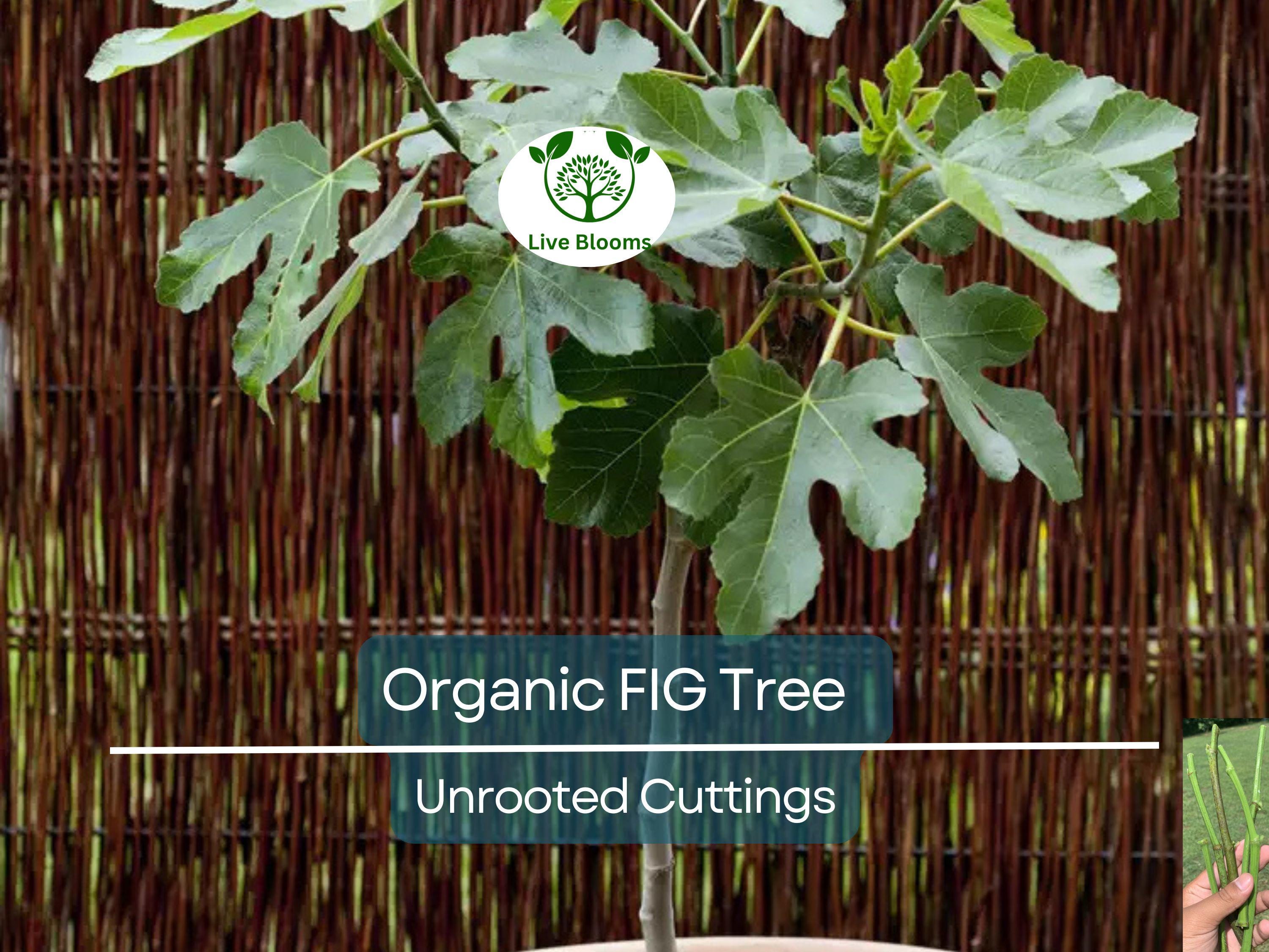 5 Organic Fig Tree Unrooted Cuttings 8" Each From Fruiting Tree - Ficus Carica, Healthy, Perfect for Planting & Propagation