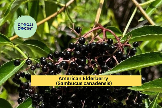 American Elderberry Plant | Sambucus canadensis Live Rooted Starter | Hardy Perennial Fruit Shrub for Outdoor Gardens
