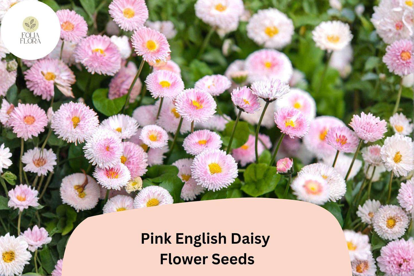 200+ Pink English Daisy Seeds | Bellis perennis | Charming Pink Blooms | Easy-Care Perennial Garden Flower