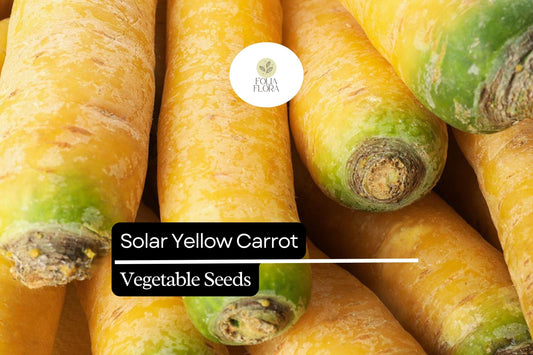 200 Seeds Solar Yellow Carrot (Daucus carota) – Vibrant Heirloom Variety for Sweet and Nutritious Roots