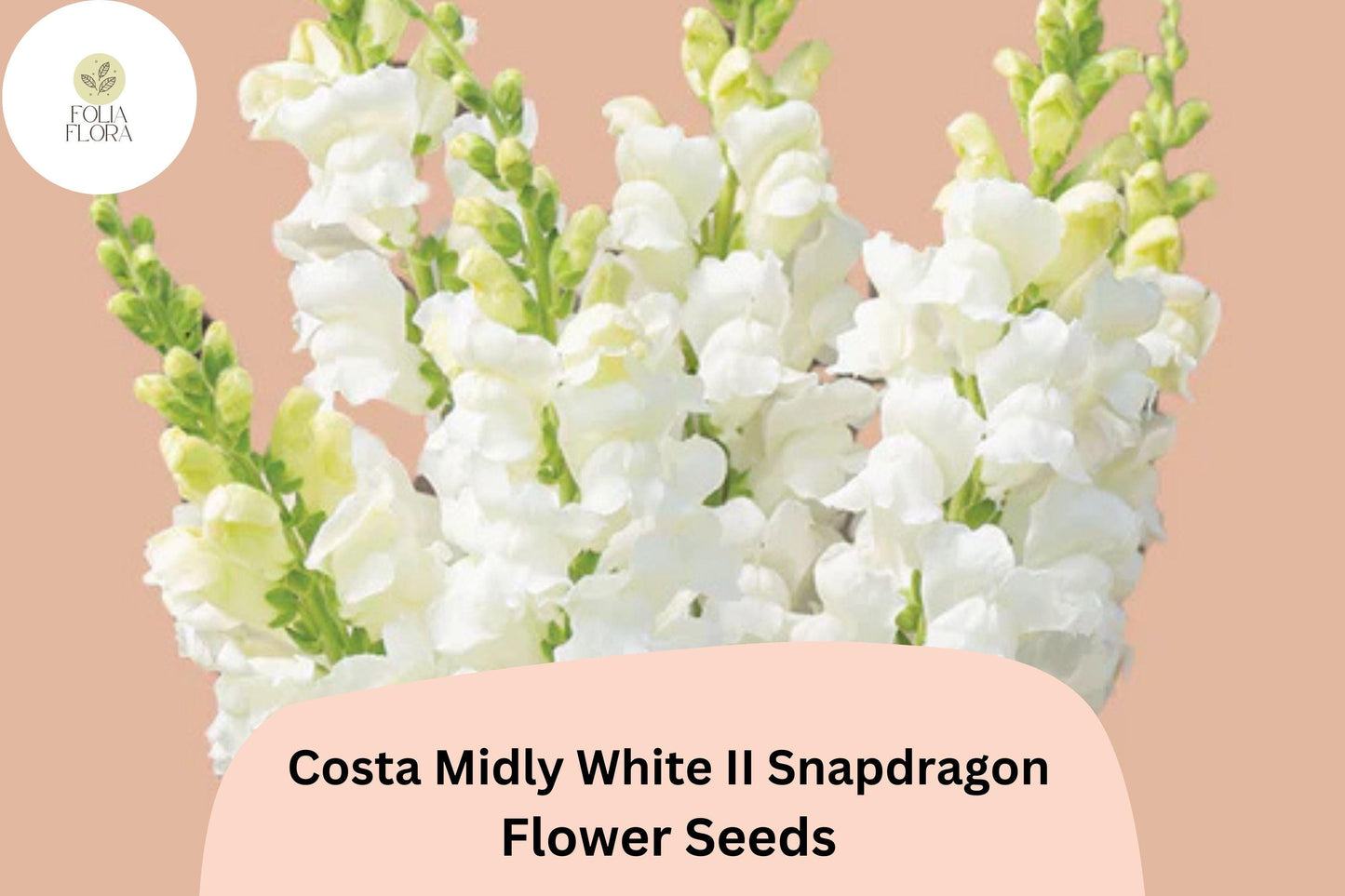 Costa Midly White II Snapdragon Seeds (Antirrhinum majus) | 1000+ Seeds | Elegant White Blooms for Garden & Cut Flowers