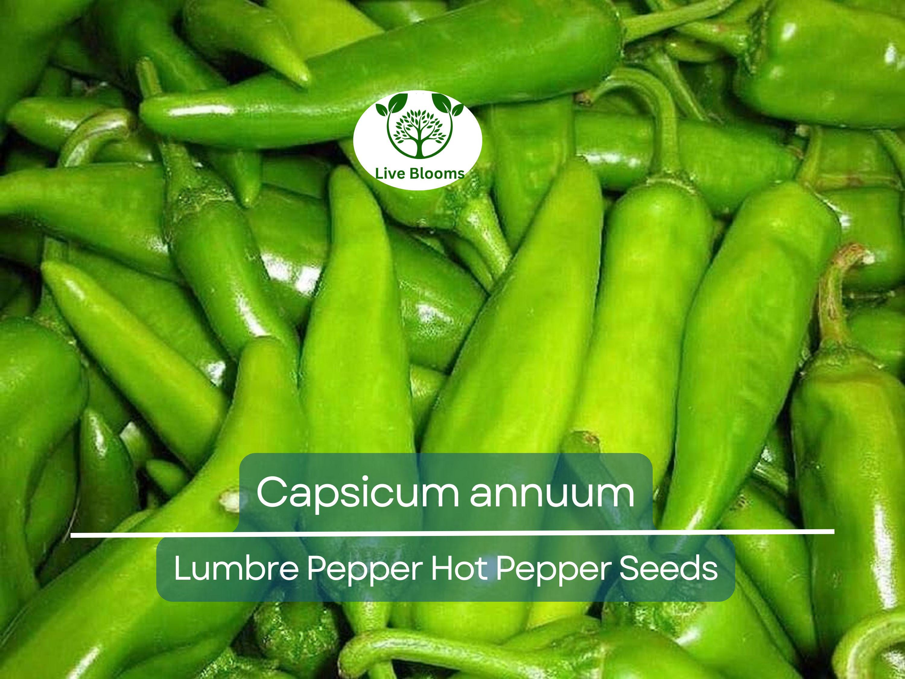 250 mg Seeds Lumbre Pepper – Capsicum annuum | Spicy Hot Pepper Variety for Planting, Gardening & Bold Culinary Harvest