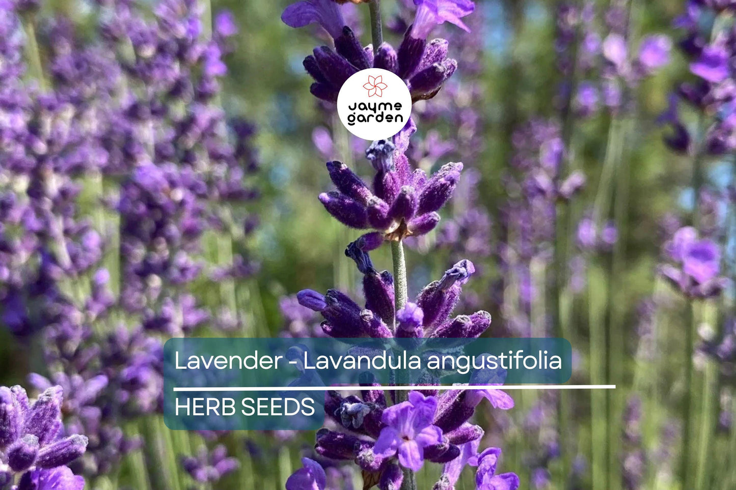 700 True Lavender Seeds – Non-GMO Lavandula angustifolia, Fragrant, Free Shipping