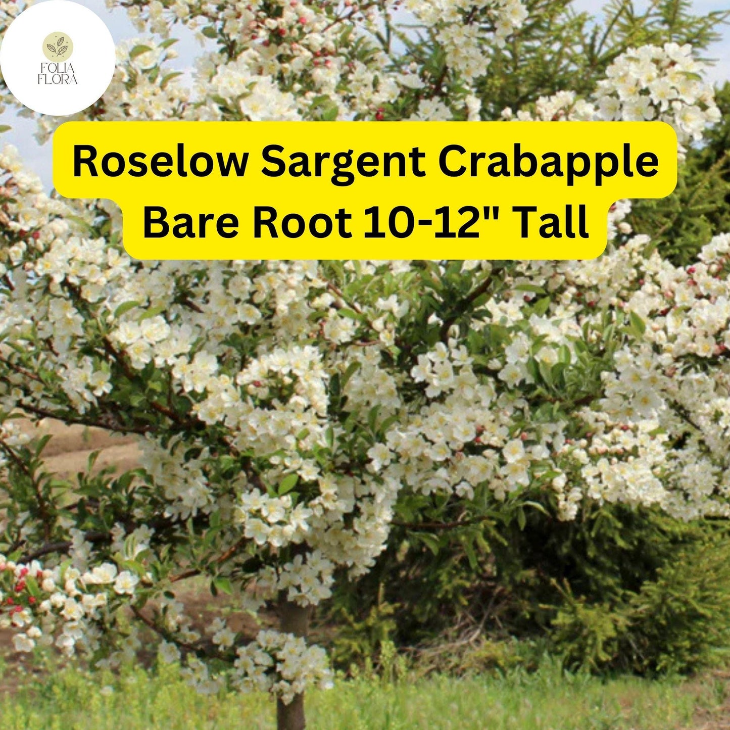 1 Roselow Sargent Crabapple Tree (Malus sargentii) Live Bare Root Plant 10-12"