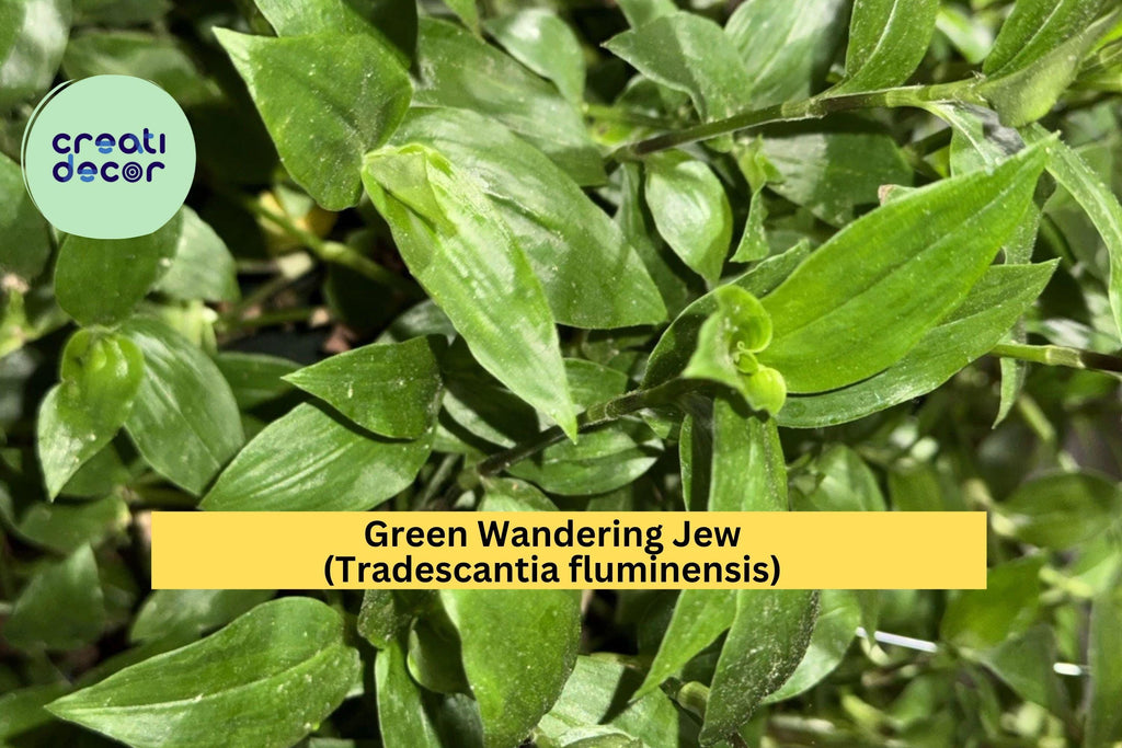 Green Wandering Jew Live Plant – Rooted Tradescantia fluminensis, Easy-Grow Trailing Vine for Hanging Pots or Terrariums, Zones 9–11