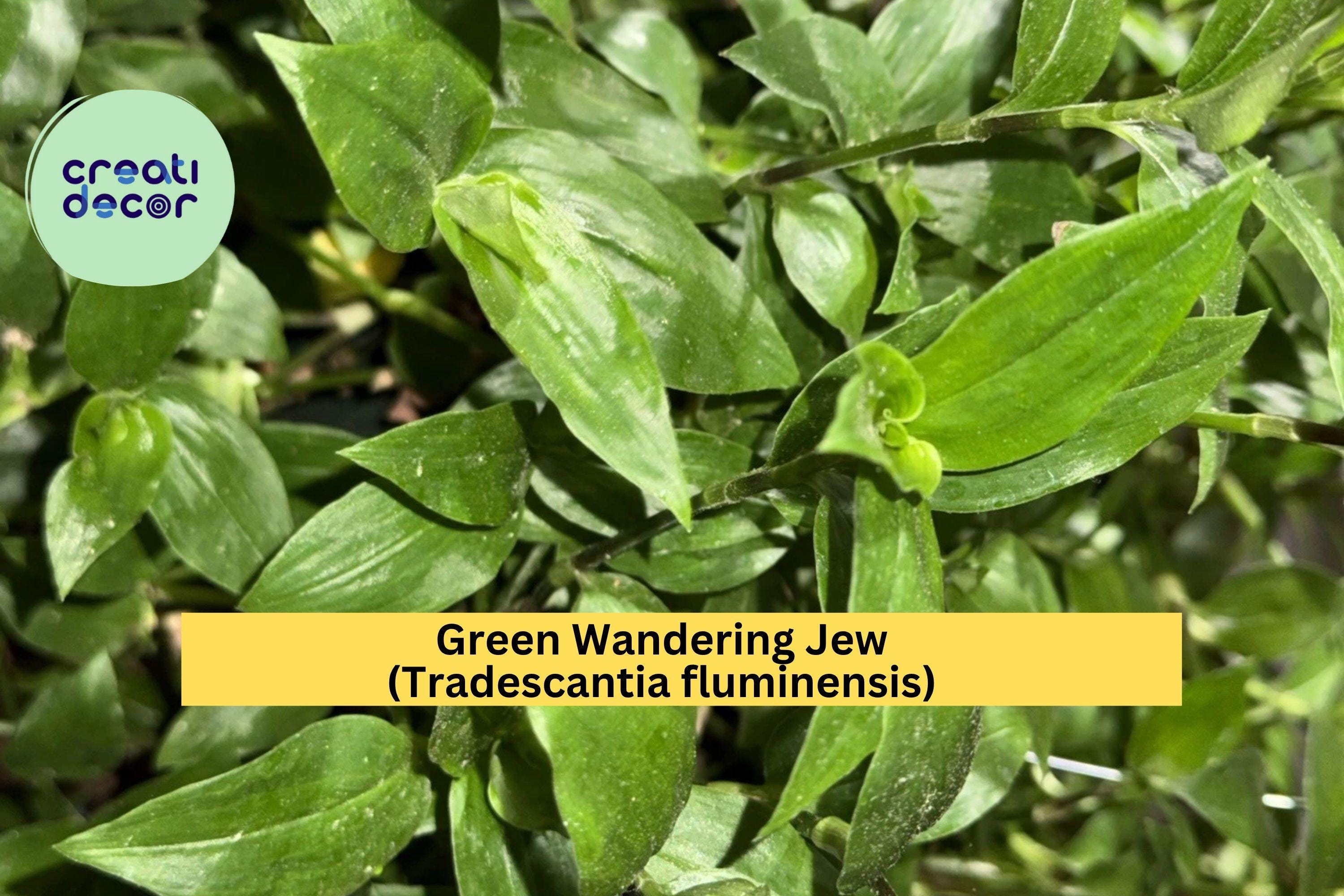 Green Wandering Jew Live Plant – Rooted Tradescantia fluminensis, Easy-Grow Trailing Vine for Hanging Pots or Terrariums, Zones 9–11