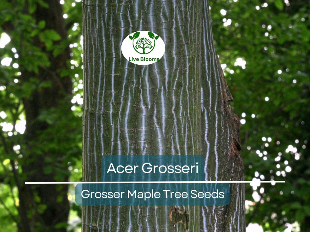 10 Seeds Acer Grosseri (Grosser Maple) for Planting - Unique Hardy Tree, Perfect for Bonsai, Gardens & Landscaping - Rare, Exotic Tree Seeds