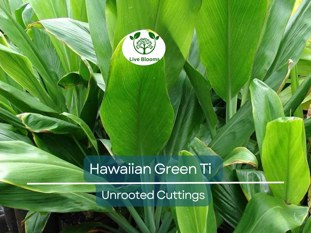 10 Hawaiian Green Ti Leaf Fresh Cuttings - 6" Starter Logs - Cordyline fruticosa, Tropical Plant, Ornamental, Easy to Grow, Exotic Plant