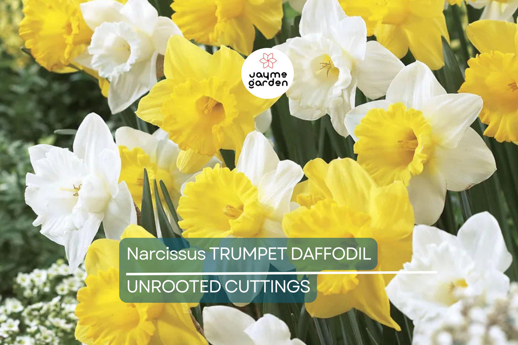Narcissus Trumpet Daffodil Mix – 6 Flower Plant Bulbs, Yellow, White, Orange, Pink, Bright Colors