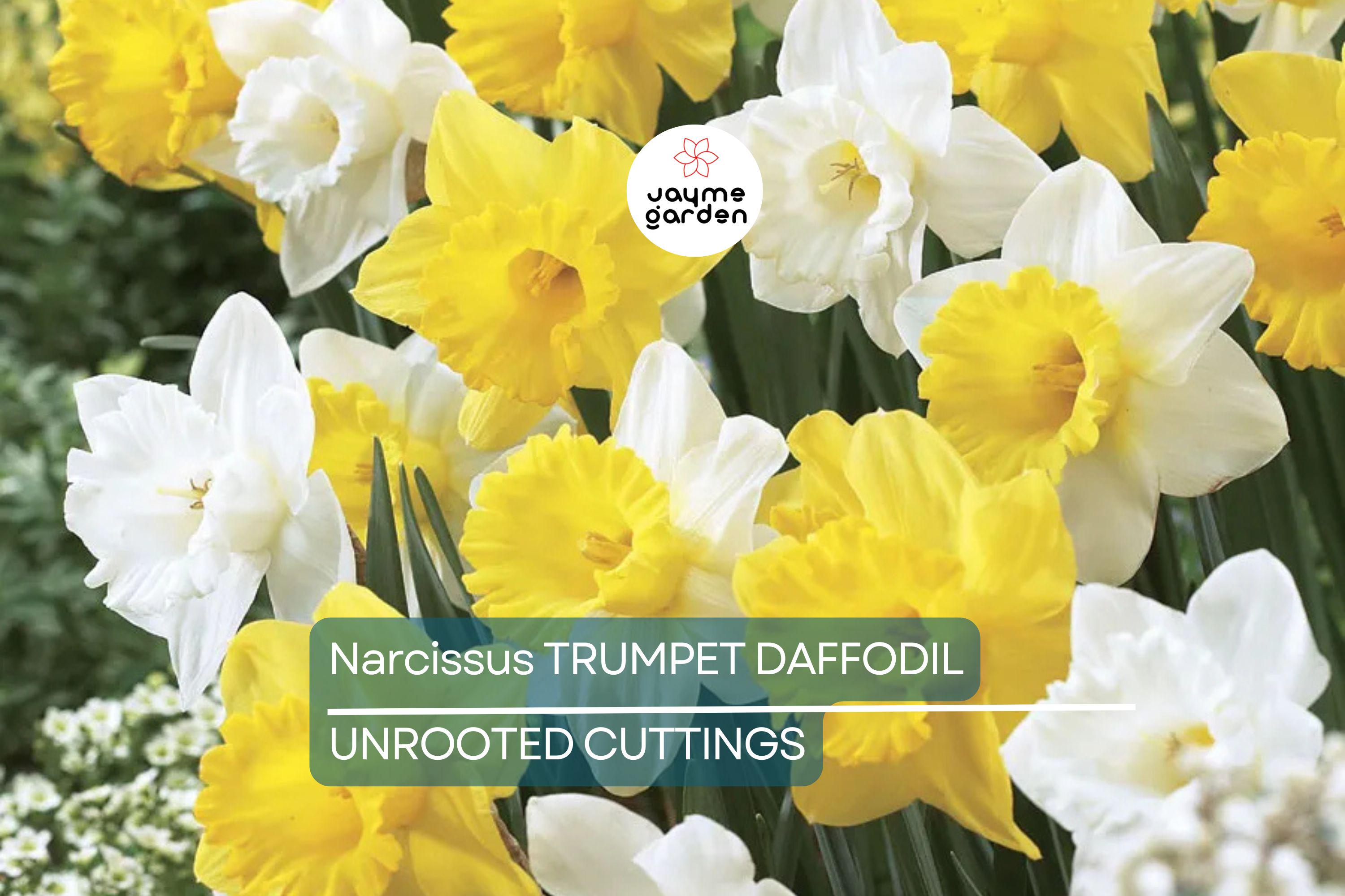 Narcissus Trumpet Daffodil Mix – 6 Flower Plant Bulbs, Yellow, White, Orange, Pink, Bright Colors