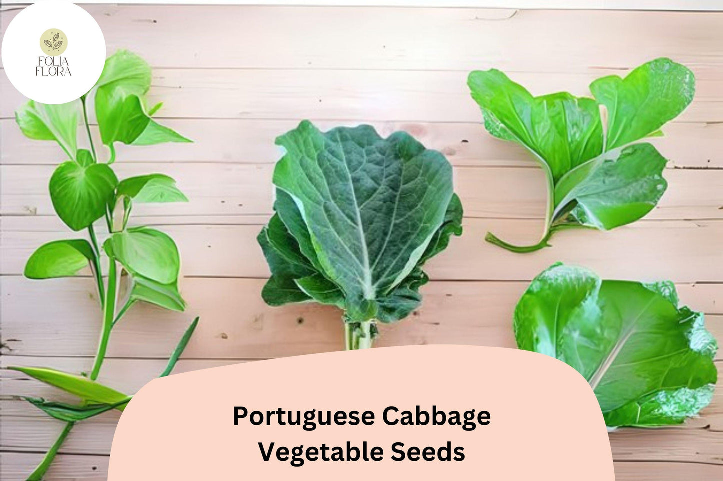 500+ Portuguese Cabbage Seeds | Brassica oleracea | Heirloom Vegetable Seeds | Bulk Garden Planting