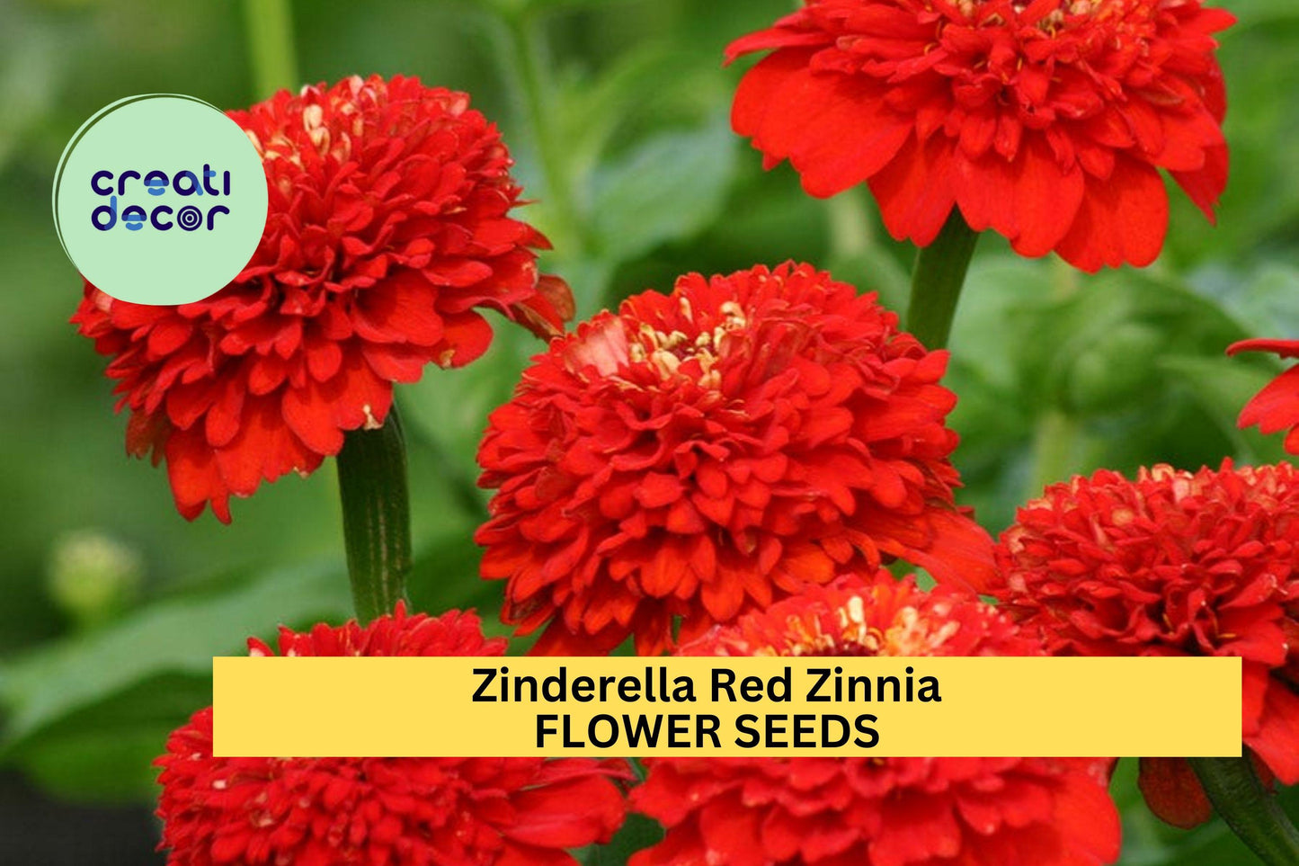 100+ Zinderella Red Zinnia Seeds – Unique Scabiosa-Type Blooms for Garden Planting, Bold Double Red Flowers – USA