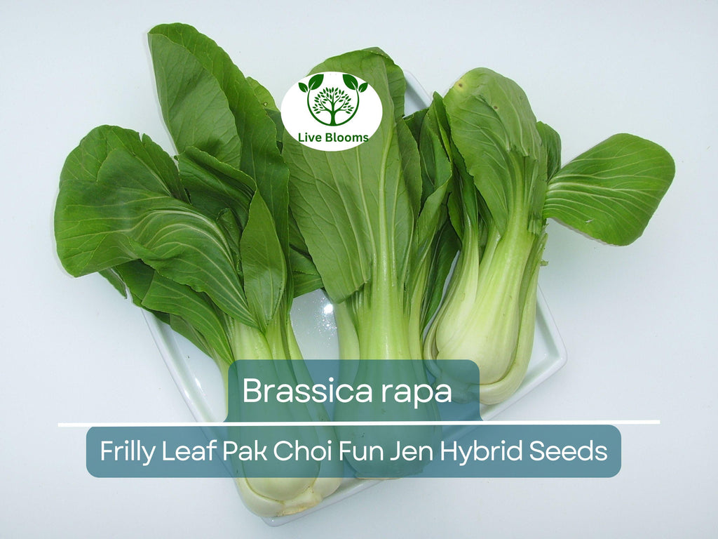 180 Seeds Frilly Leaf Pak Choi Fun Jen Hybrid for Planting (Brassica rapa) - Fast-Growing, Crisp, Nutritious Asian Greens for Home Gardens