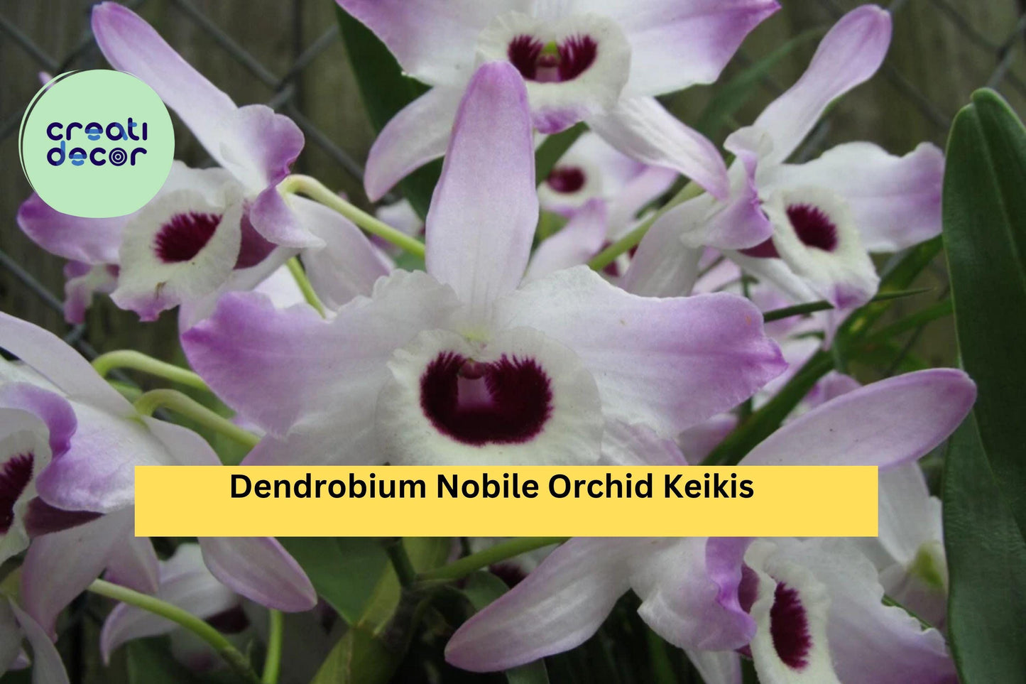 Dendrobium Nobile Orchid Keikis – Live Baby Plants Ready to Root, Fragrant Flowering Orchid Variety for Home or Greenhouse