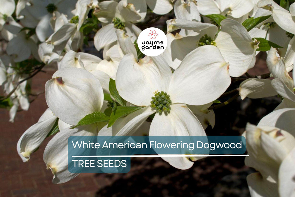 10 White American Flowering Dogwood Tree Seeds (Cornus florida) – Hardy Ornamental, 15-30' Tall