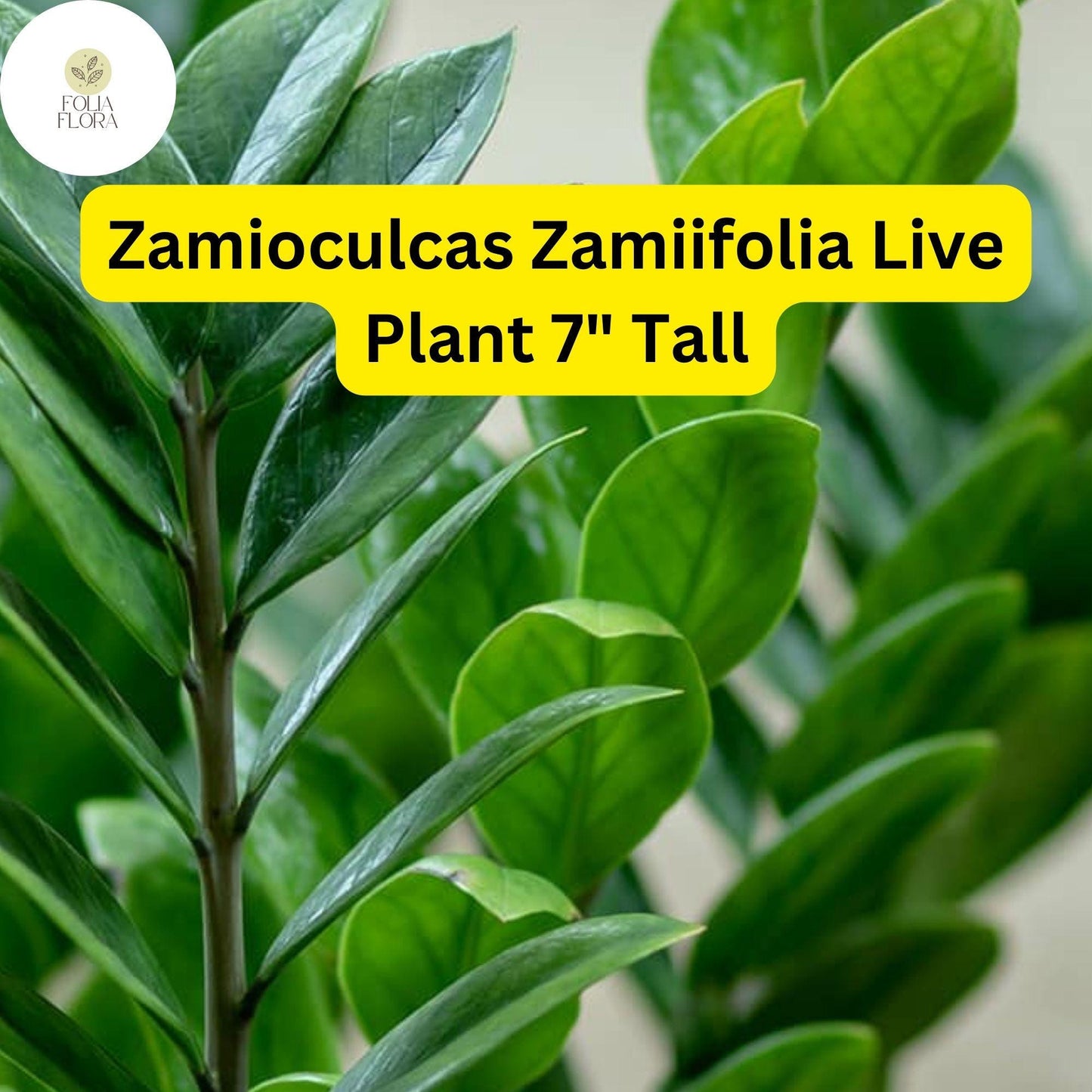 1 Zamioculcas zamiifolia - ZZ Chameleon Live Plant 7" Tall in 4" Pot - Low-Light Indoor Houseplant
