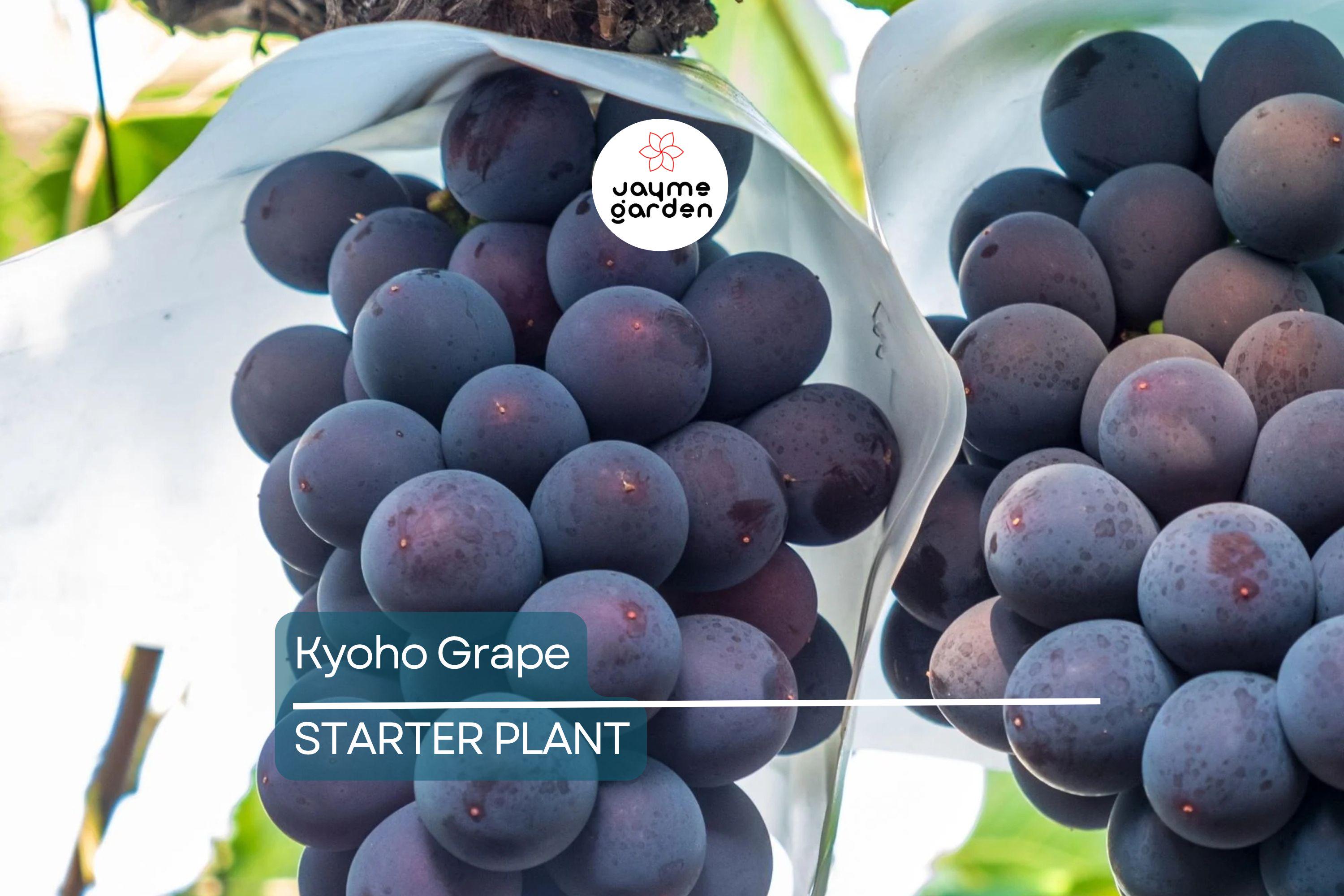 Kyoho Grape Seedling | 8” Live Starter Plant | Sweet Purple Grapes | Ready to Plant | Low Maintenance Vine for Sub-Tropical Gardens